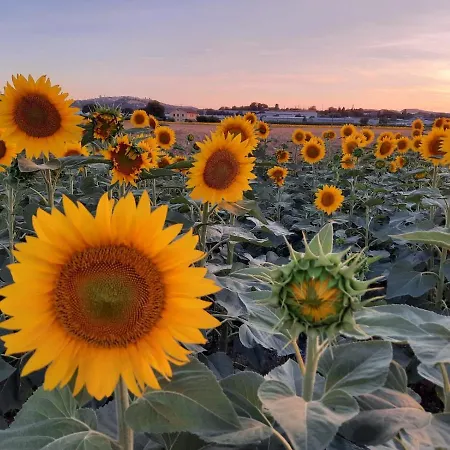 Il Cuore Del Conero - Casale Con Piscina, Natura E Relax