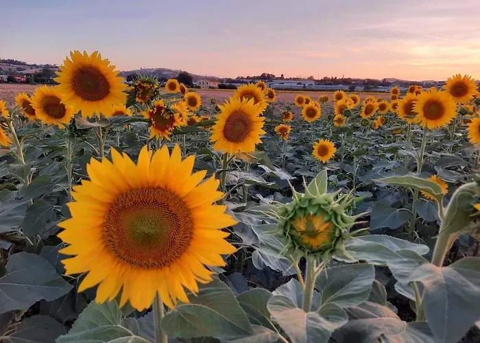 Il Cuore Del Conero - Casale Con Piscina, Natura E Relax